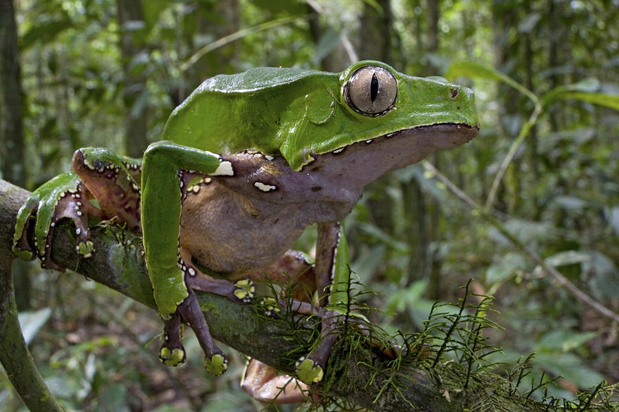 Giant Monkey Frog In Rainforest Surinam Photograph by Piotr Naskrecki
