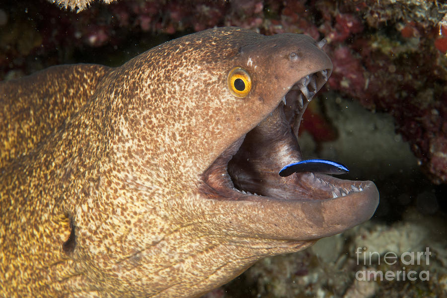 Giant Moray Eel And Cleaner Wrasse Photograph by Mathieu Meur