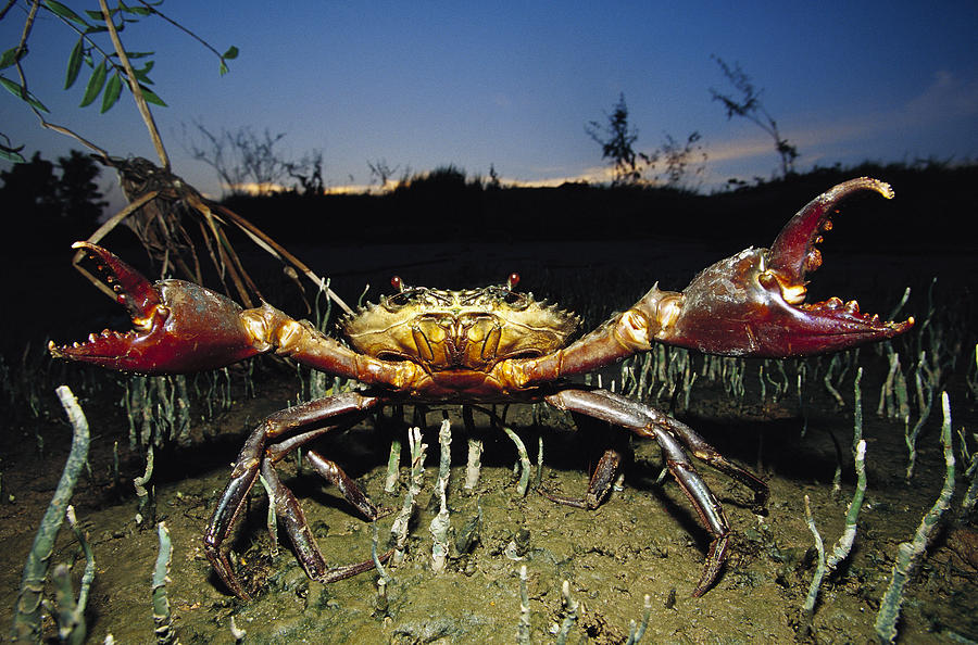 Giant Mud Crab Scylla Serrata Photograph by Cyril Ruoso