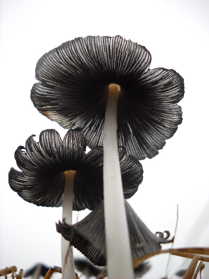 Giant Mushrooms in the Sky Photograph by Kent Lorentzen