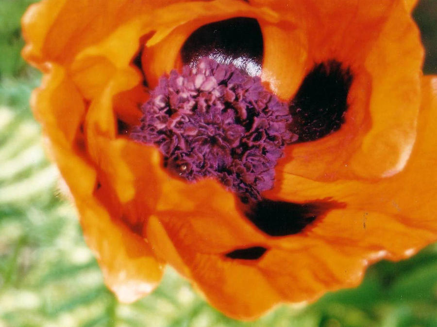 Giant Orange Poppy Photograph by Corinne Elizabeth Cowherd