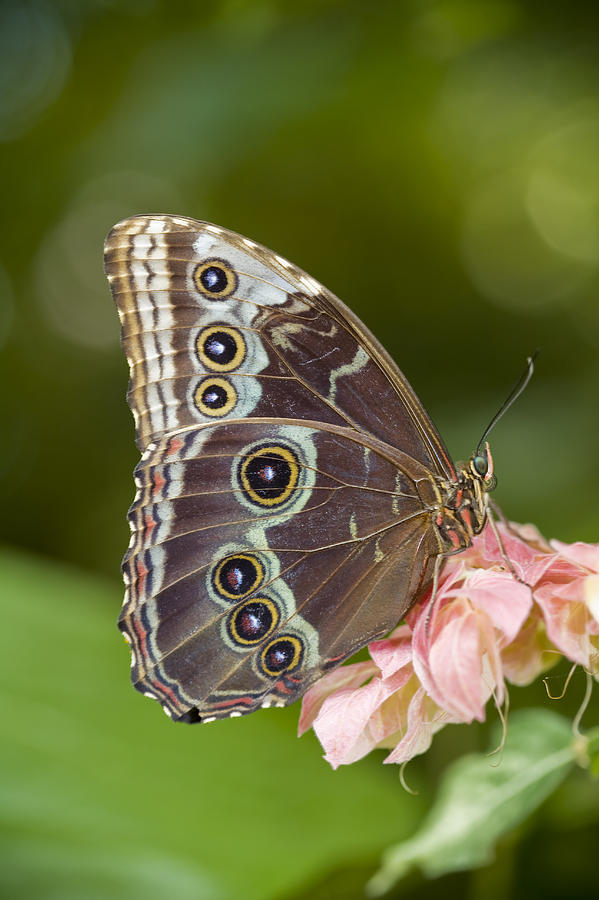 Giant Owl Butterfly Caligo Eurilochus Photograph by Ron Watts