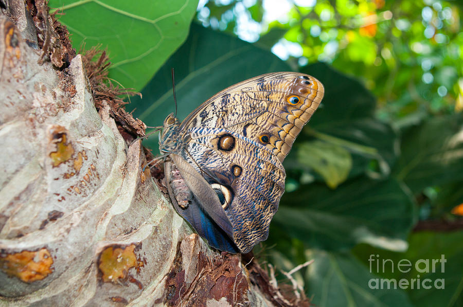 Giant Owl Butterfly Photograph by Louise Magno