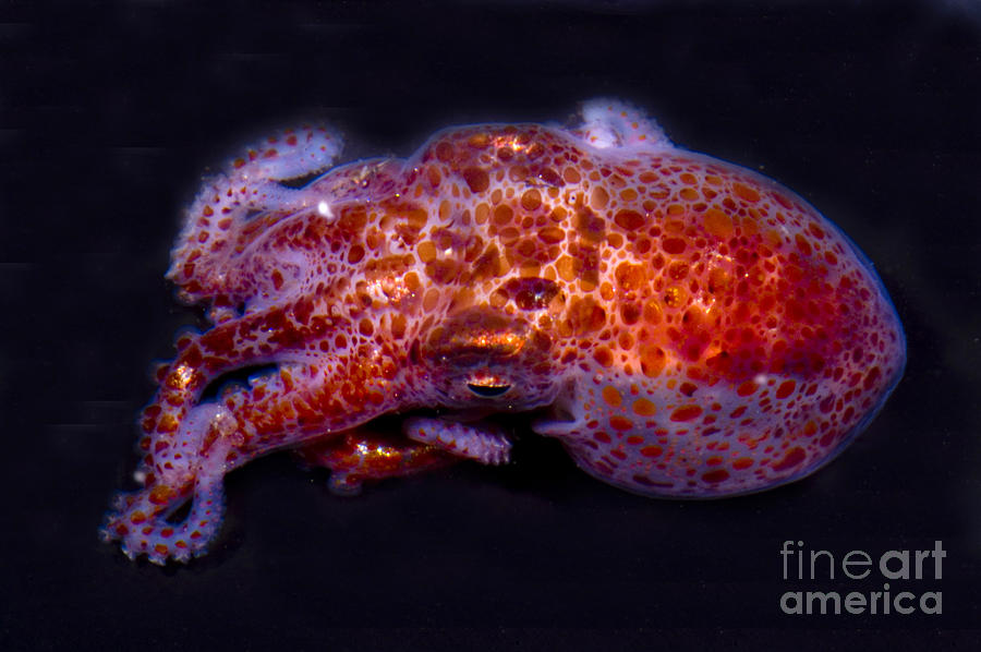 Giant Pacific Octopus Photograph by Dante Fenolio
