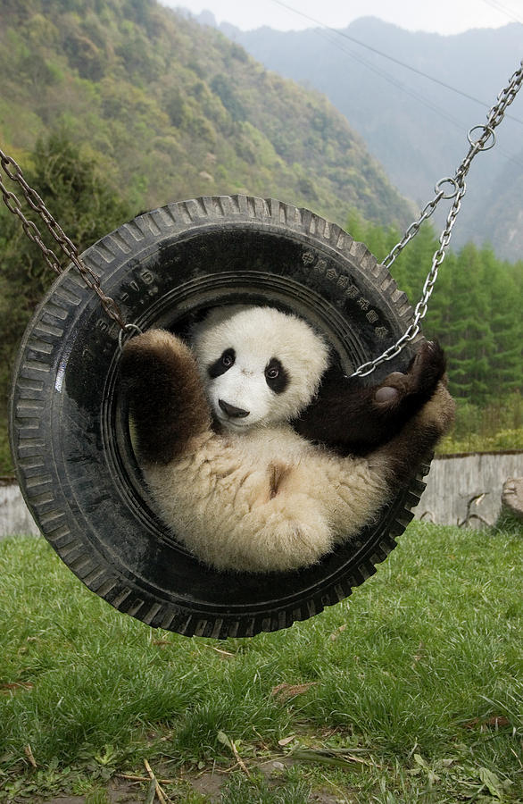 Mammal Photograph - Giant Panda Ailuropoda Melanoleuca Cub by Katherine Feng