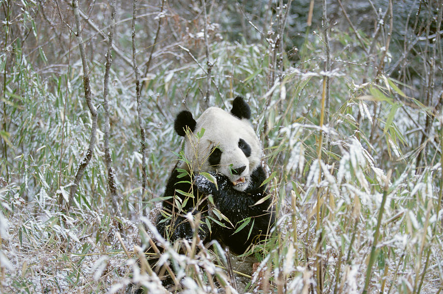 Giant Panda Ailuropoda Melanoleuca Photograph by Konrad Wothe