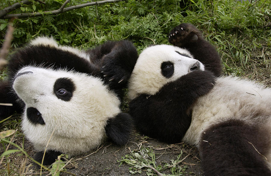 Giant Panda Ailuropoda Melanoleuca Pair Photograph by Katherine Feng