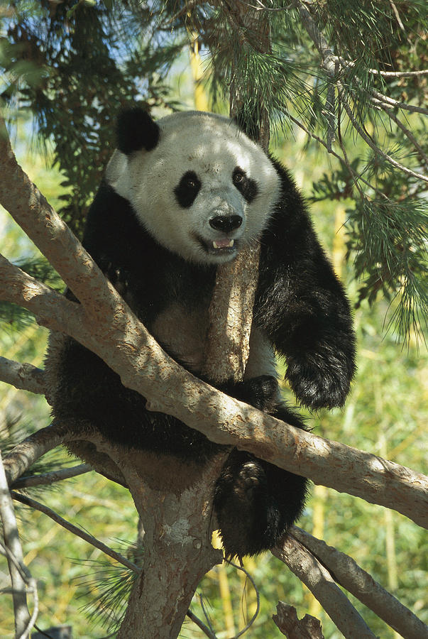 Giant Panda Ailuropoda Melanoleuca Photograph by San Diego Zoo