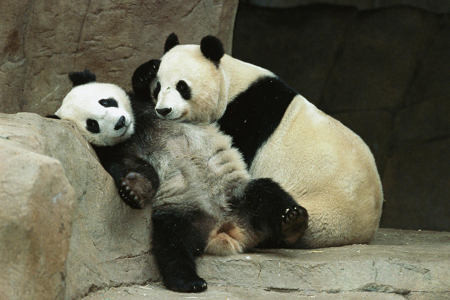Giant Panda and Her Cub Photograph by Zssd