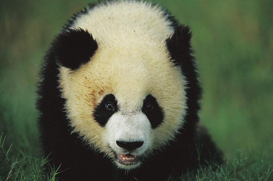 Giant Panda Cub Portrait Photograph by Cyril Ruoso