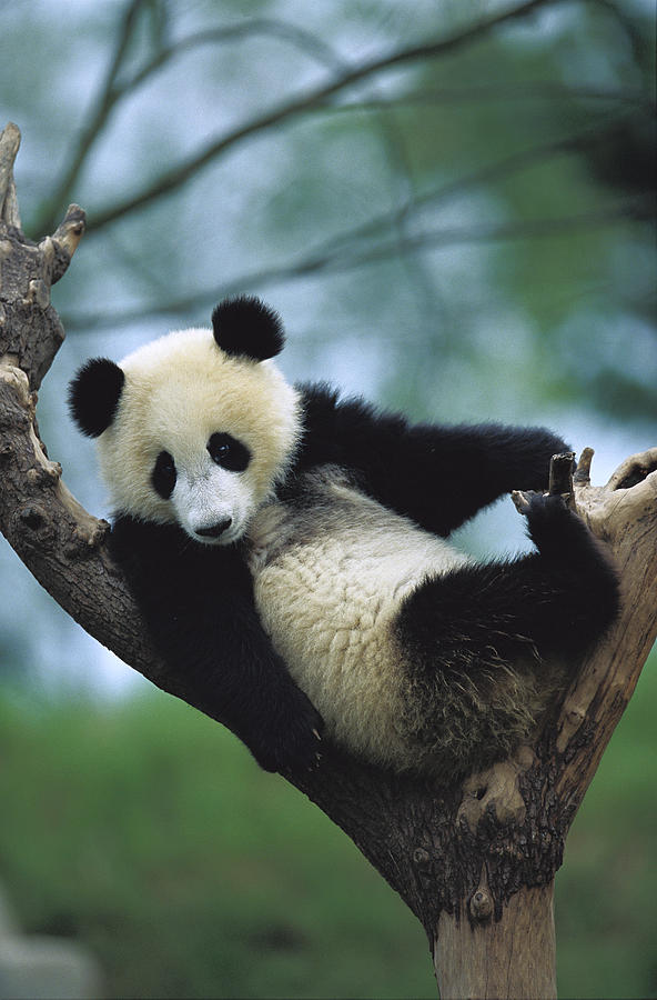 Giant Panda Cub Resting In A Tree Photograph by Cyril Ruoso