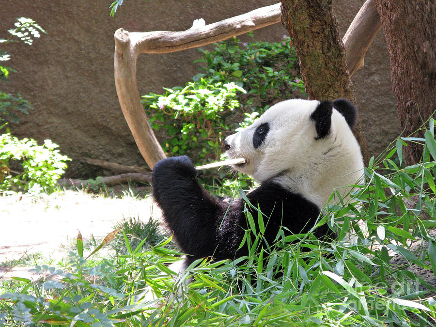 Summer Photograph - Giant Panda in San Diego Zoo 77 by Ausra Huntington nee Paulauskaite