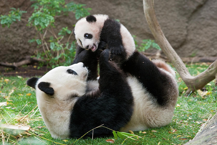 Giant Panda Mama and Cub Photograph by Zssd