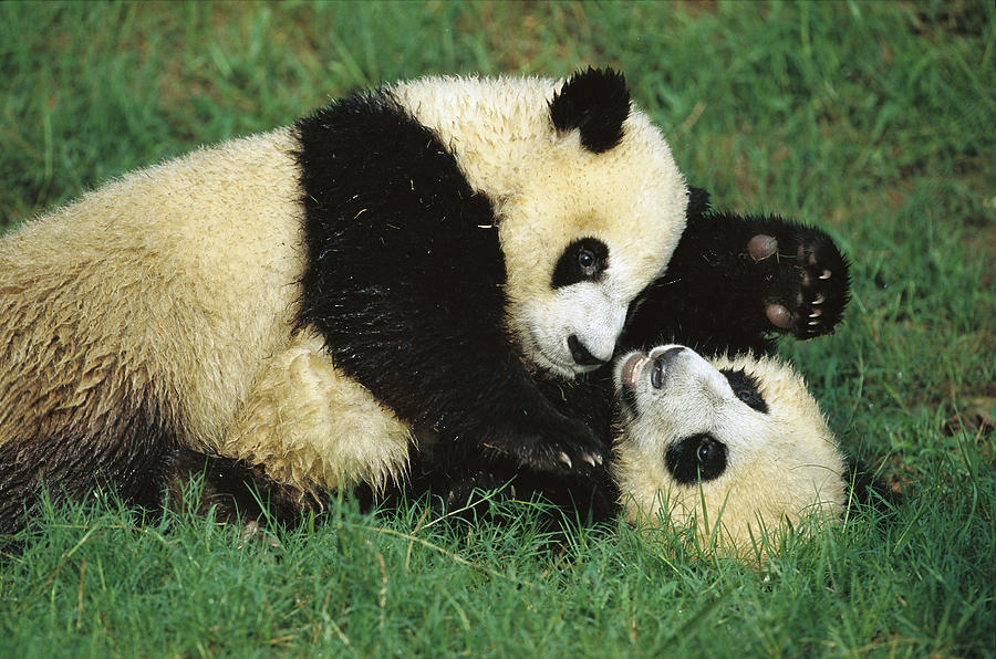 Giant Pandas Ailuropoda Melanoleuca Cubs Photograph by Cyril Ruoso