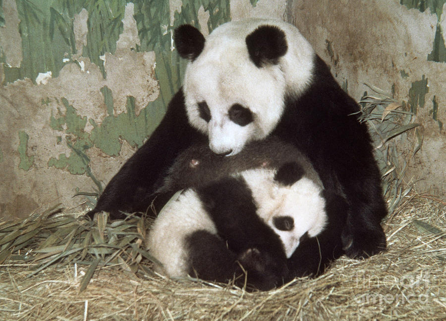 Giant Pandas Photograph by Nature Source