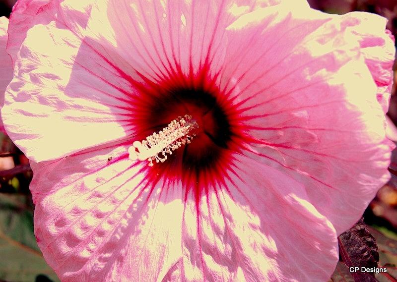 Giant Pink Bloom Photograph by Christy Phillips | Fine Art America