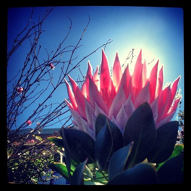 Flowers Still Life Photograph - #giant #protea I Saw As I Was Driving by Shayle Graham