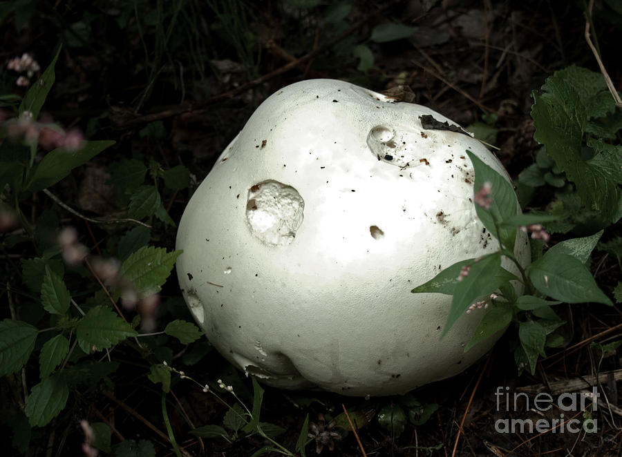 Giant Puffball Photograph by Barbara McMahon
