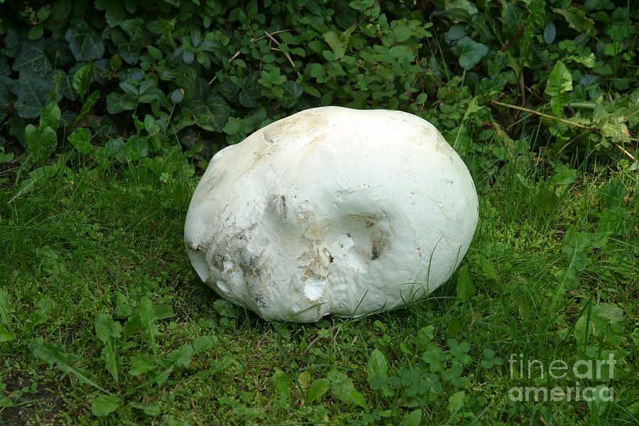 Giant Puffball Fungus Calvatia Gigantea Photograph by Ted Kinsman