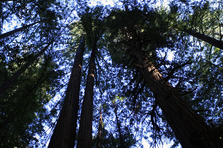 Giant Redwoods, Muir Woods, California Photograph by Aidan Moran