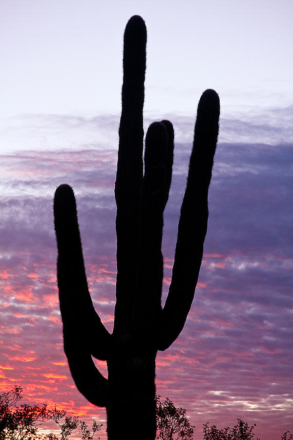 Giant Saguaro Cactus Silhouette and Sunrise Sky Photograph by James BO Insogna