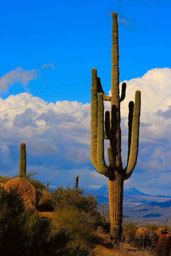 Giant Saguaro In The Southwest Desert by James BO Insogna