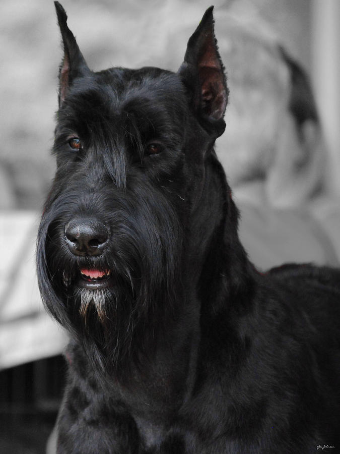 Giant Schnauzer by Jai Johnson