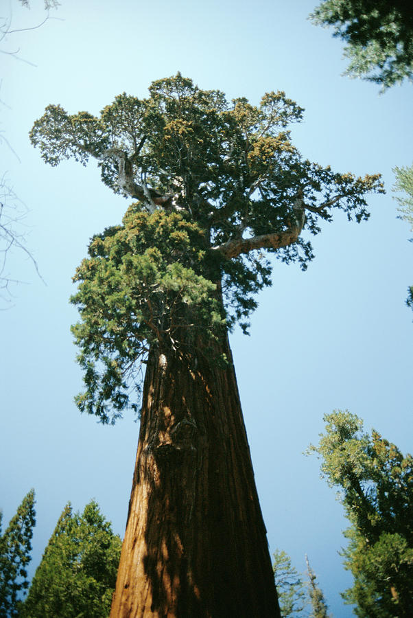Giant Sequoia Photograph by Diccon Alexander