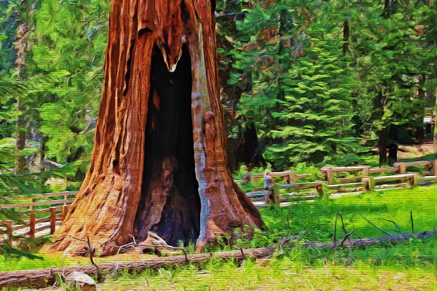 Giant Sequoia Photograph by Heidi Smith