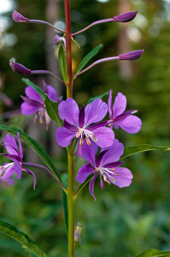 Giant Showy Willow Herb Photograph by Tikvahs Hope