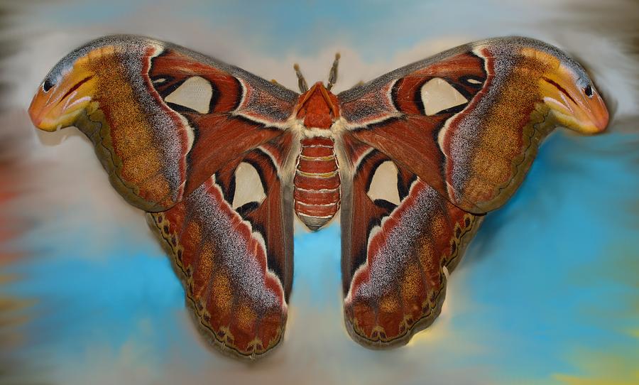 Giant Silk Moth Photograph by Billy Beck