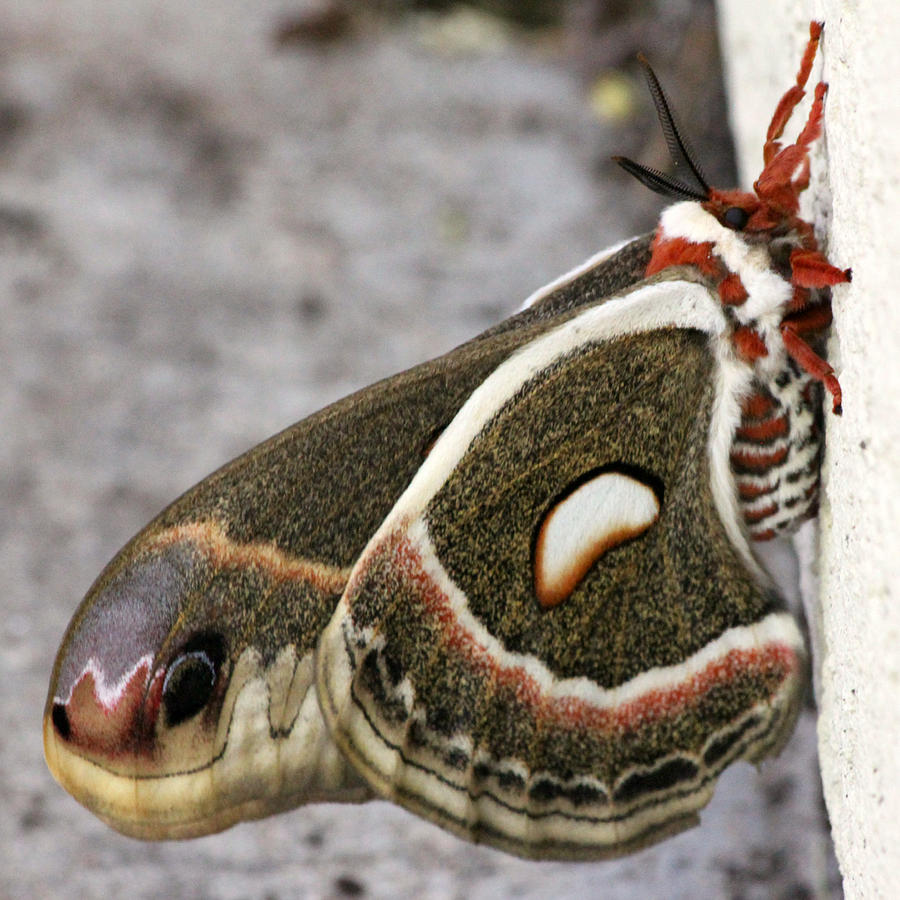 Giant Silkworm Moth 005 Photograph by Mark J Seefeldt