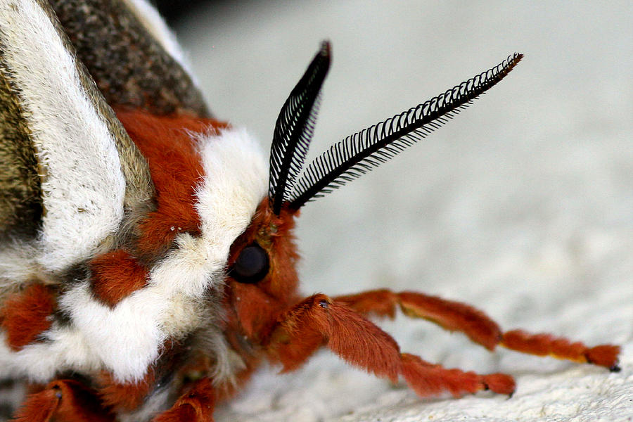 Giant Silkworm Moth 013 Photograph by Mark J Seefeldt
