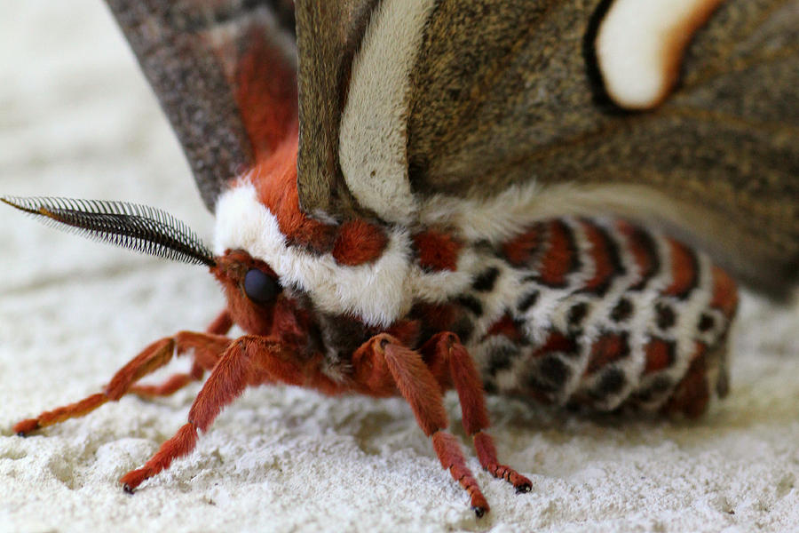 Giant Silkworm Moth 049 Photograph by Mark J Seefeldt