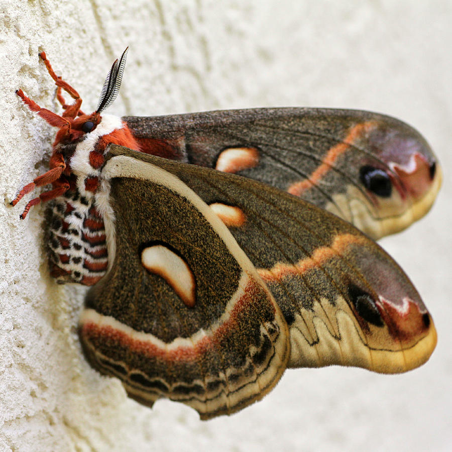 Giant Silkworm Moth 063 Photograph by Mark J Seefeldt