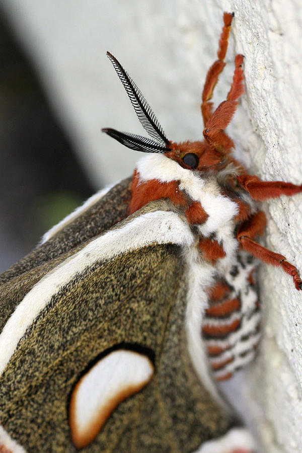 Giant Silkworm Moth 13 Photograph by Mark J Seefeldt