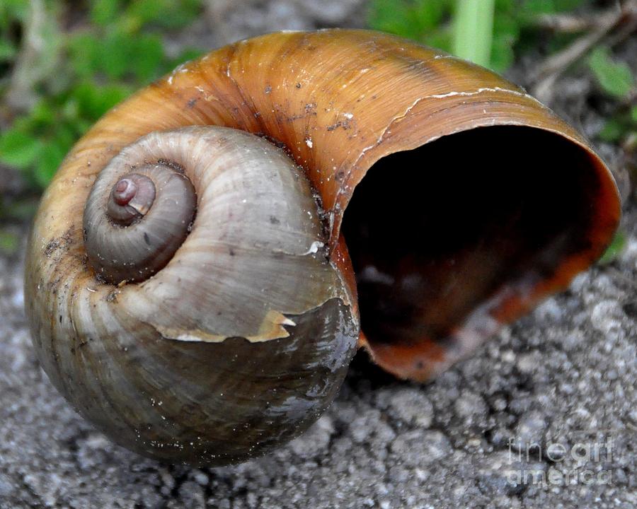 Giant Snail Photograph by John Black