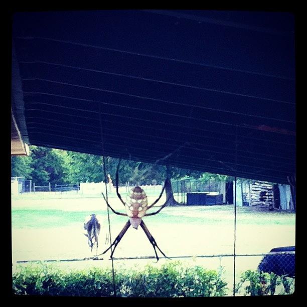Giant Spider Standing On My Fence! Photograph by Dana Coplin