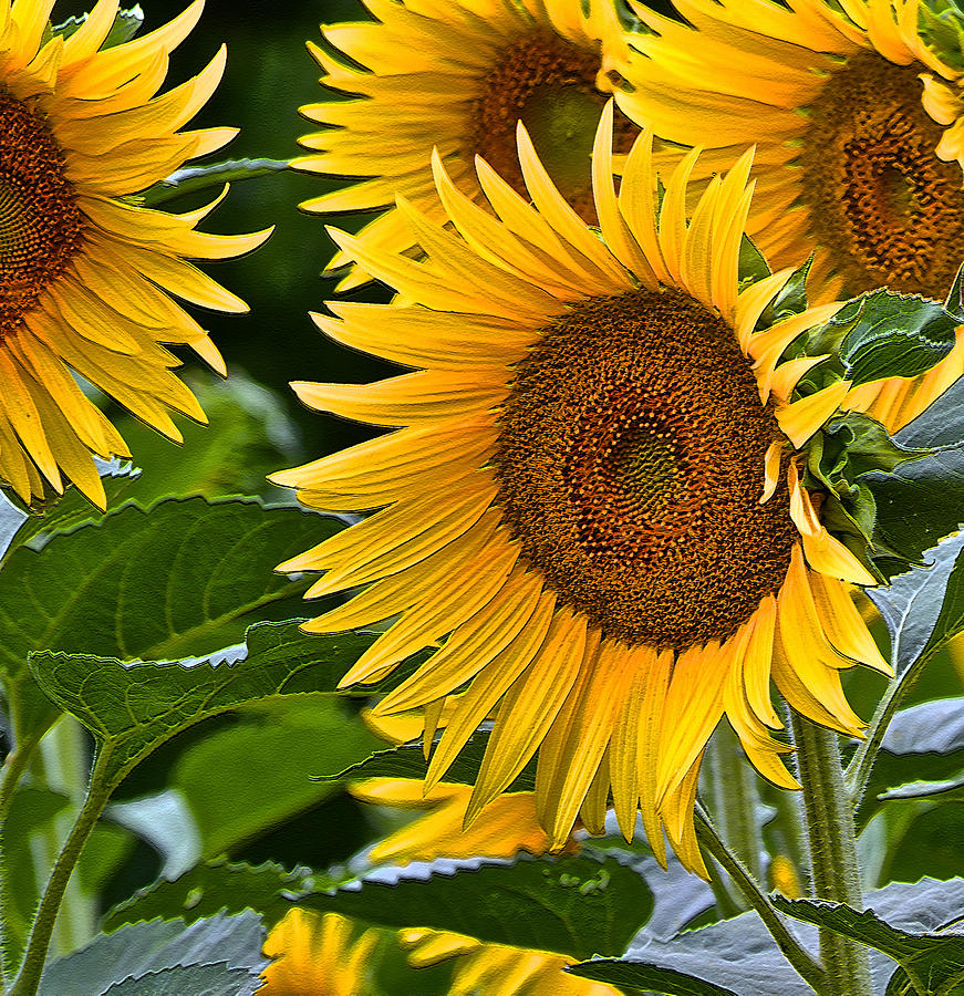 Giant Sunflowers Photograph by Bill Owen
