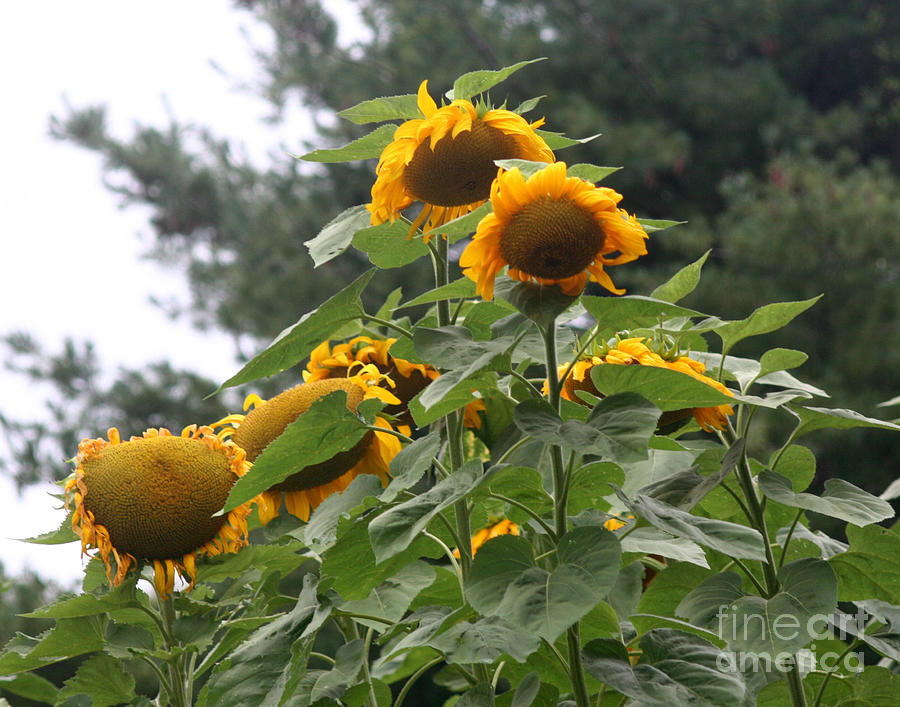 Giant Sunflowers Photograph by Smilin Eyes Treasures