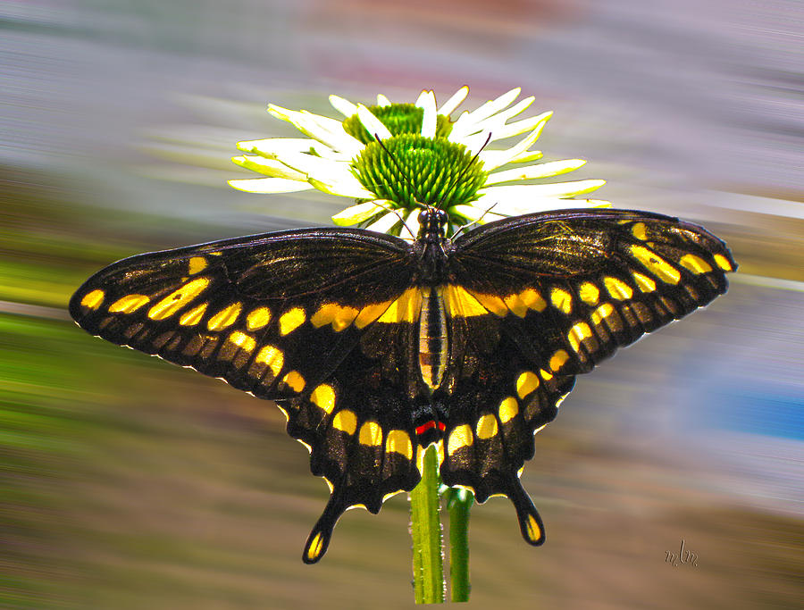 Giant Swallowtail 2 Photograph by Marie Morrisroe