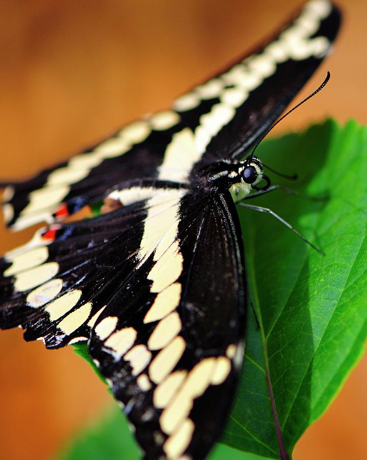 Giant Swallowtail Butterfly Photograph by Bill Dodsworth