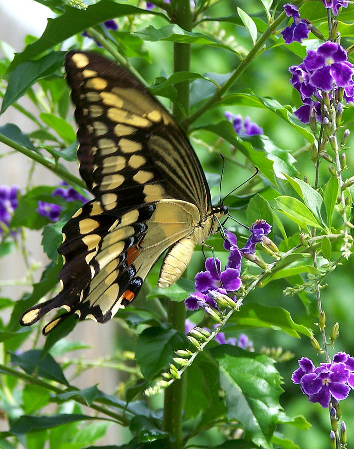 Giant Swallowtail on Golden Dewdrop 2 Photograph by Judy Wanamaker