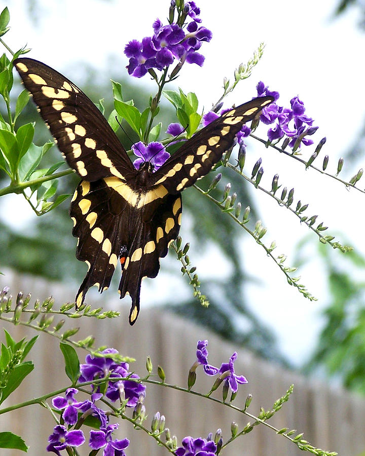 Giant Swallowtail on Golden Dewdrop 3 Photograph by Judy Wanamaker