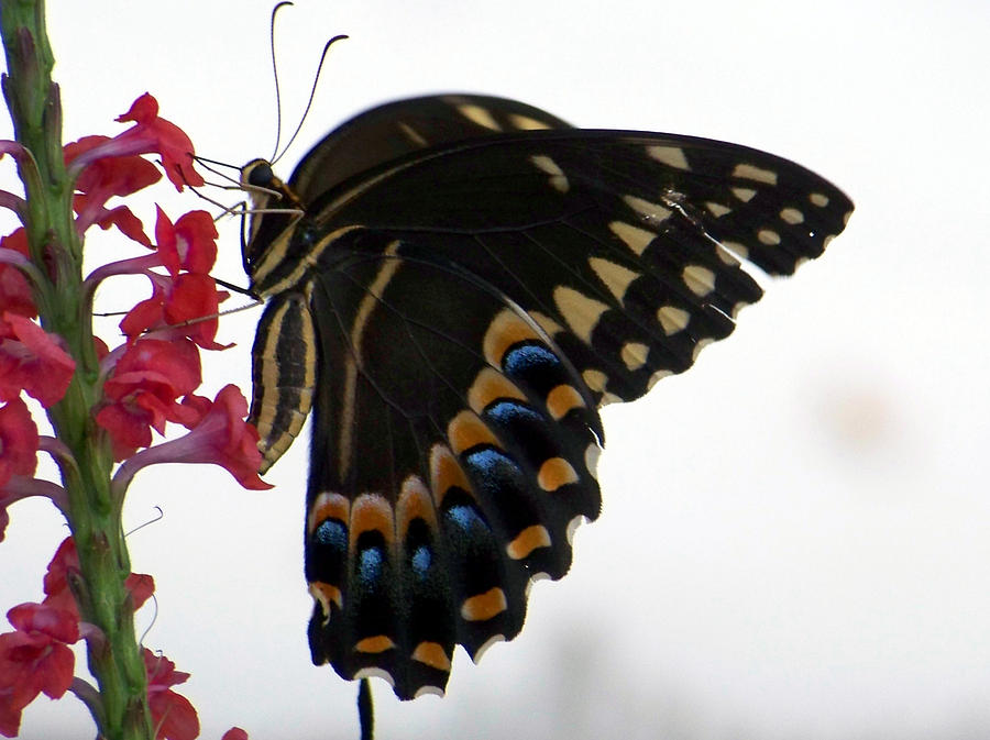 Giant Swallowtail on Porterweed Photograph by Judy Wanamaker