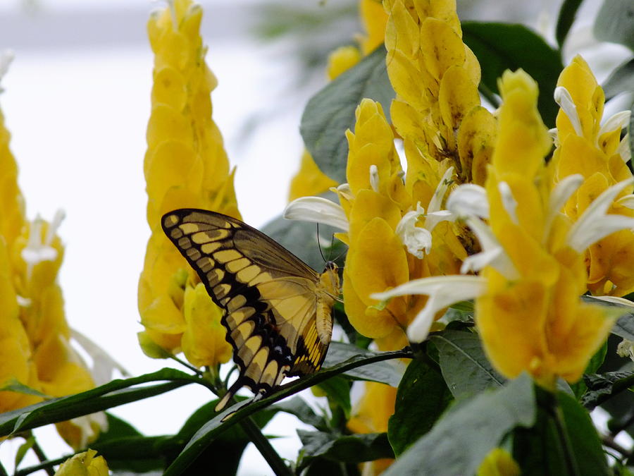 Giant Swallowtail Photograph by Peggy King
