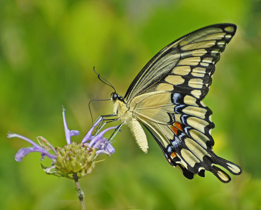 Giant Swallowtail Photograph by Rodney Campbell