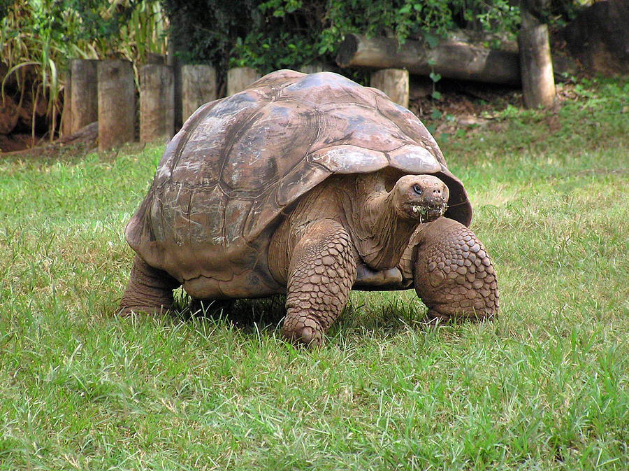 Giant Tortoise Photograph by Diane Barrett - Fine Art America