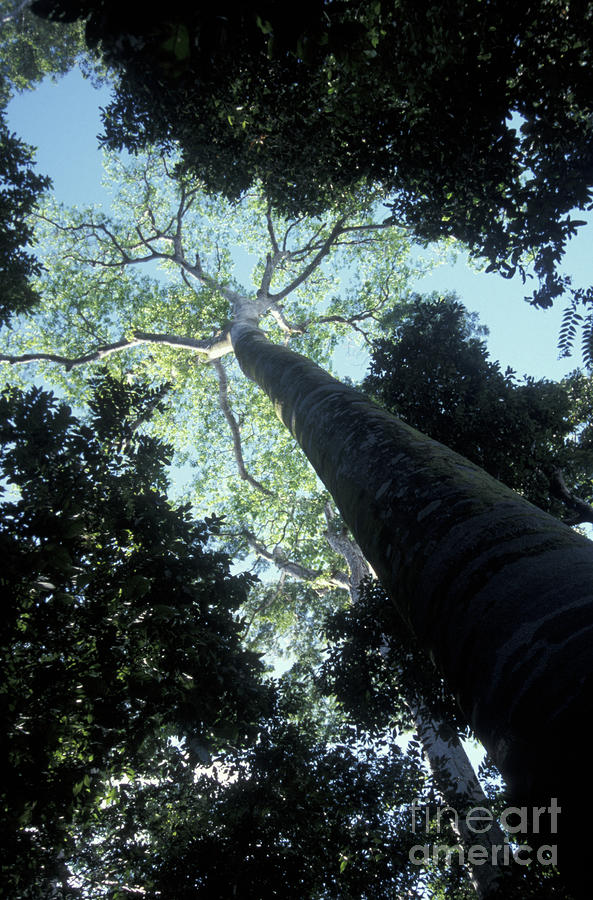 Giant Trees Manuel Antonio Park Costa Rica Photograph by John  Mitchell