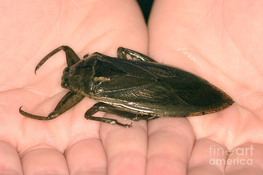 Giant Water Bug Photograph by Ted Kinsman